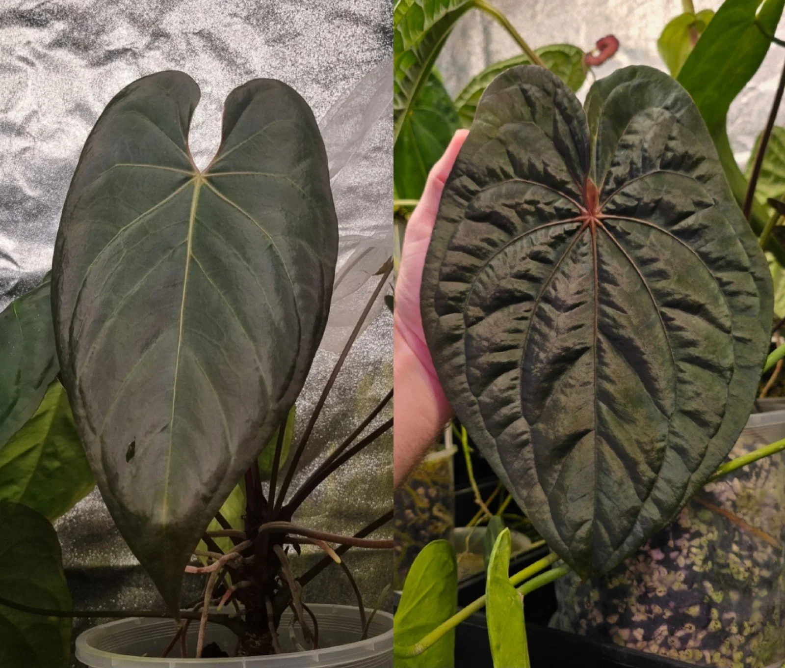 ANTHURIUM REVERSE BLACK CHERRY X RVDP MINT VARIEGATED — MELTY